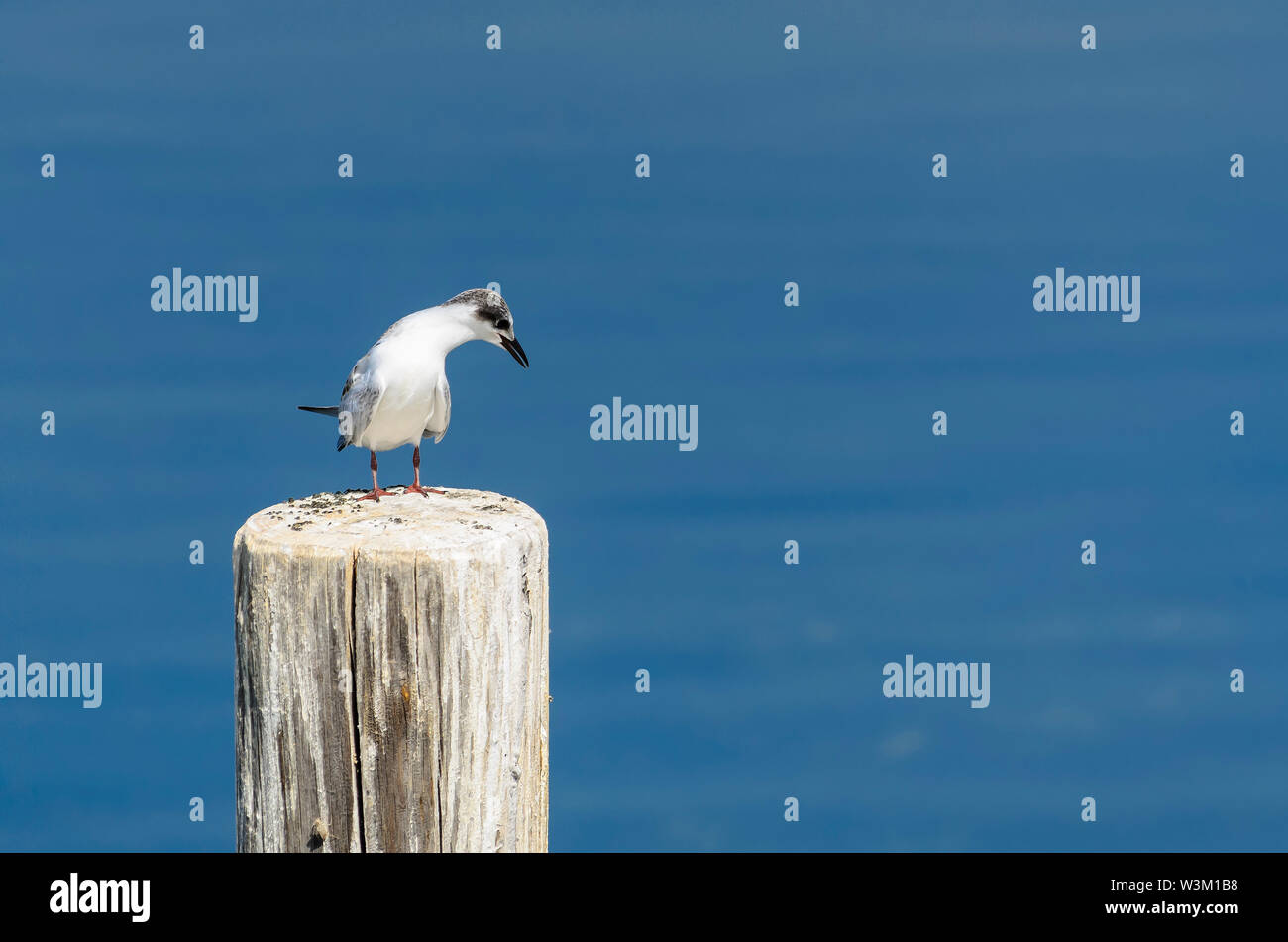 Il Bonaparte il gabbiano (Chroicocephalus philadelphia) seduto su un palo di legno Foto Stock