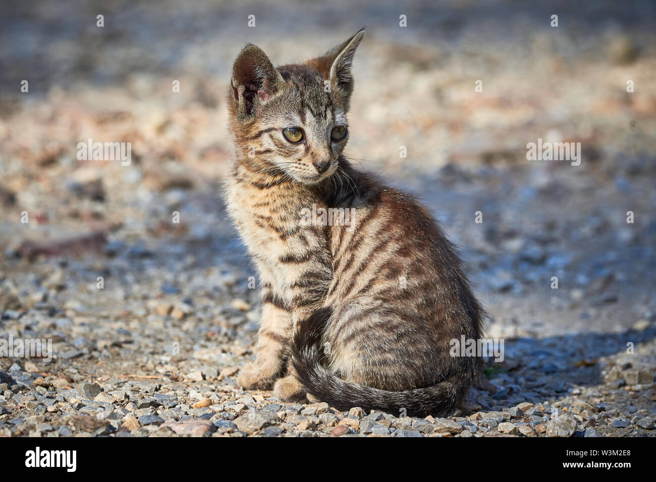 Bella Tabby Cat Closeup ( felis catus ) Foto Stock