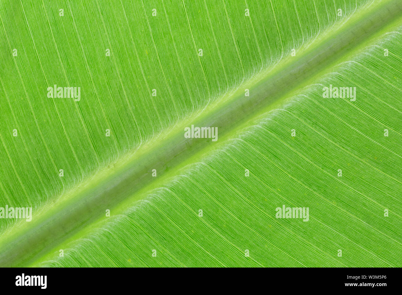 Close up gialla retroilluminata colore verde albero vivo foglia naturale vena furcate net creare pattern venatura struttura creativa di sfondo facile luce texture. Foto Stock