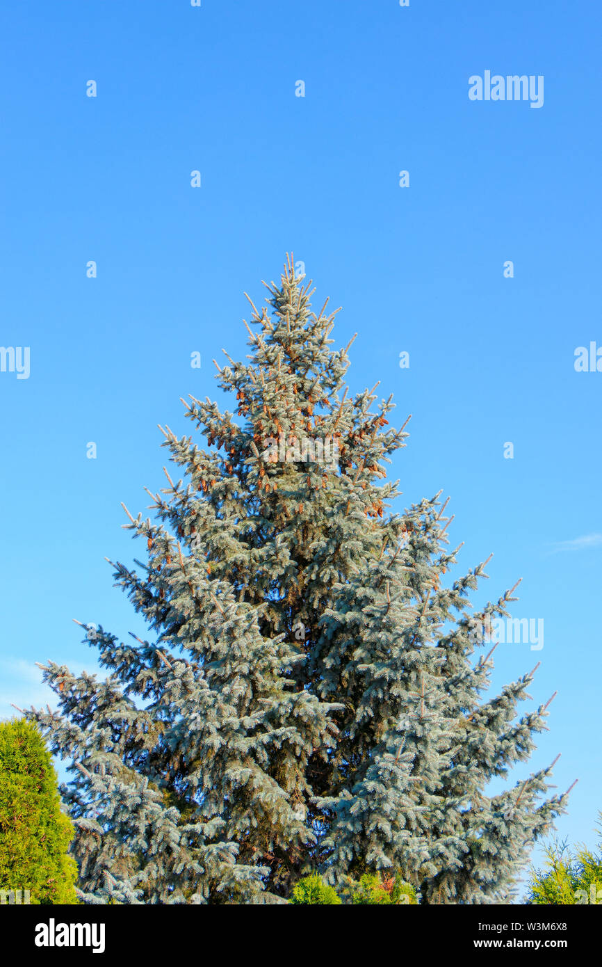 Blue Abete (Picea pungens) in piedi da sole, cielo azzurro sfondo, con coni Foto Stock