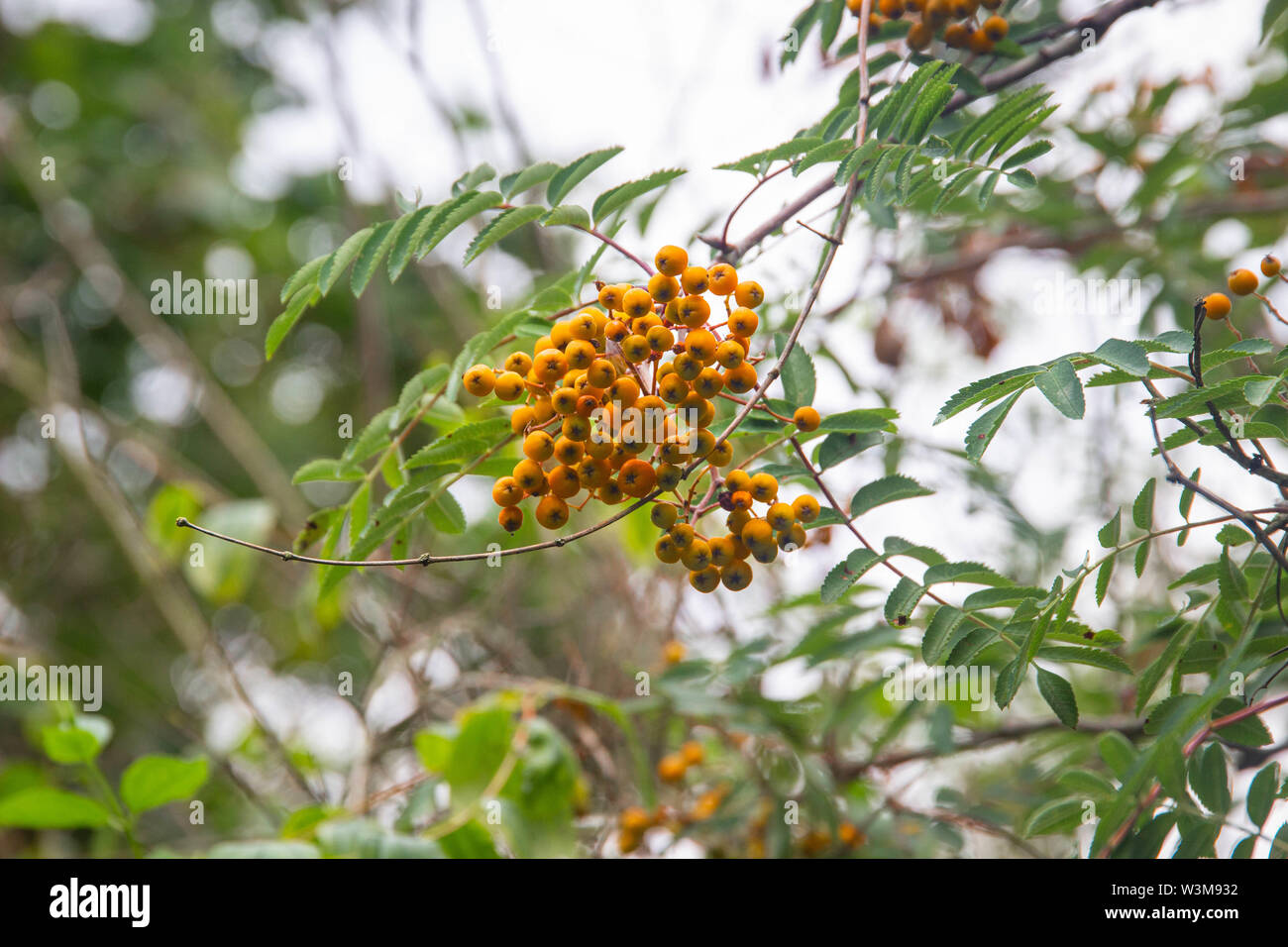 Arancio brillante bacche di un Rowan tree o Sorbus aucuparia Foto Stock