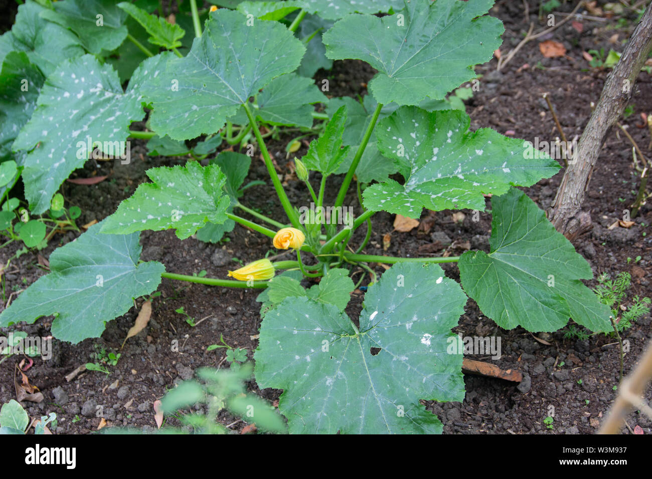 Cresciuto in casa la zucchina - "Bellezza nera" varietà Foto Stock