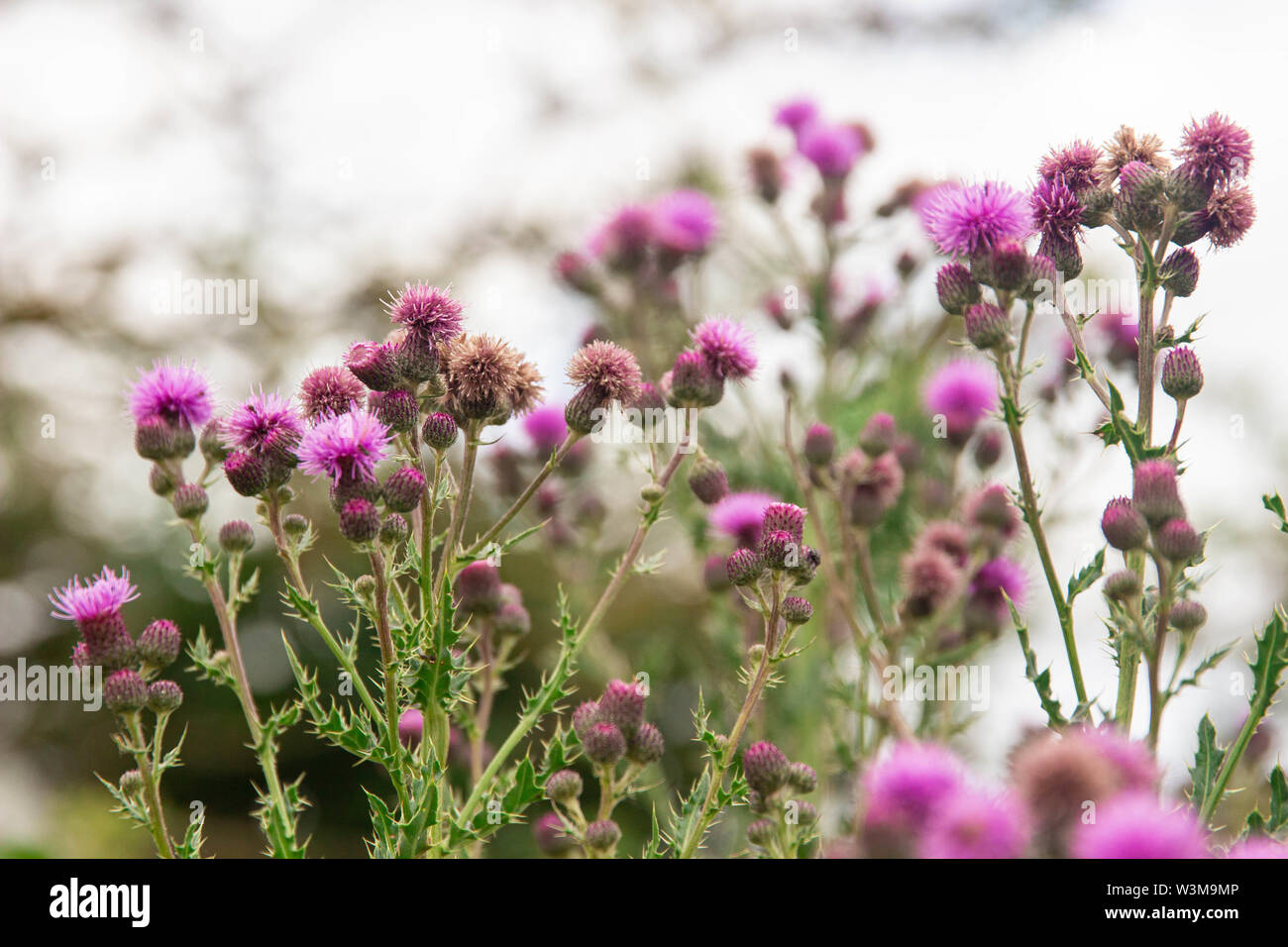 Bella ma pungente rosa fiori di cardo, cresce nella campagna inglese Foto Stock