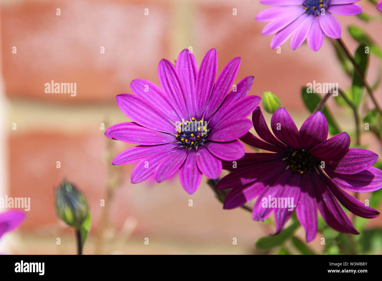 Osteospermum 'Sunny Maria' African daisy Foto Stock