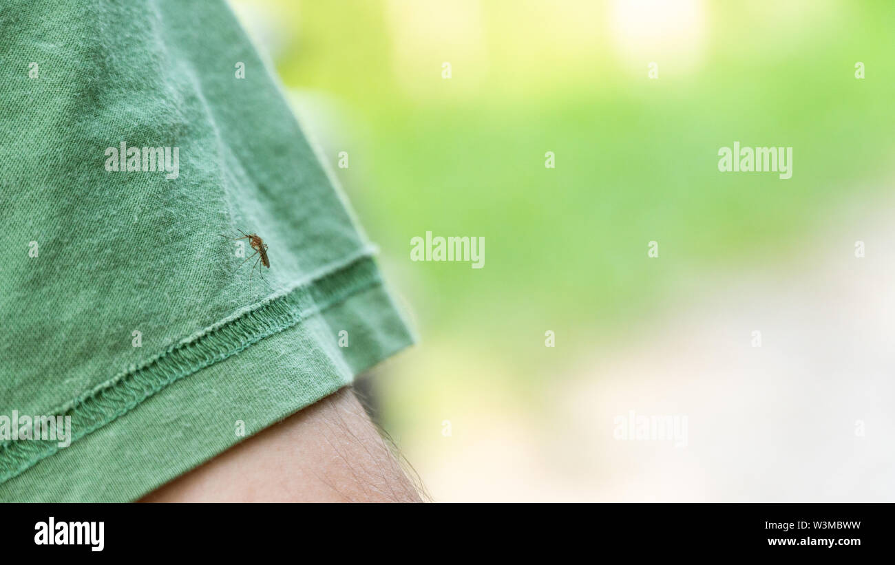 Una zanzara che si siede sul lato, perfora la pelle e aspira il sangue umano. La causa della malattia la malaria. Le zanzare sono pericolosi i vettori di malattie Foto Stock