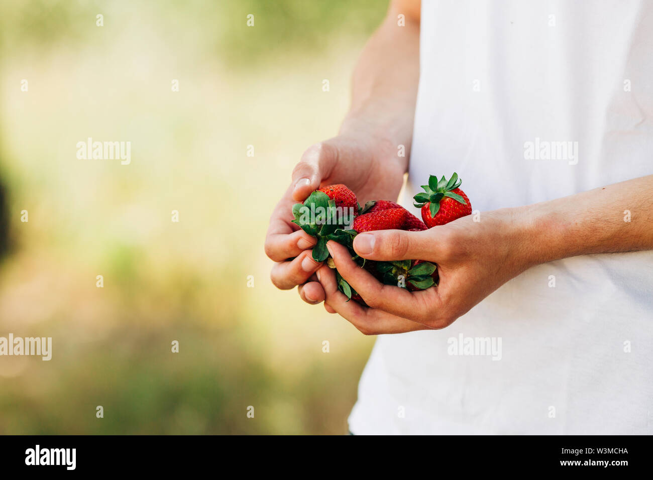 Le mani del giovane azienda di fragole Foto Stock