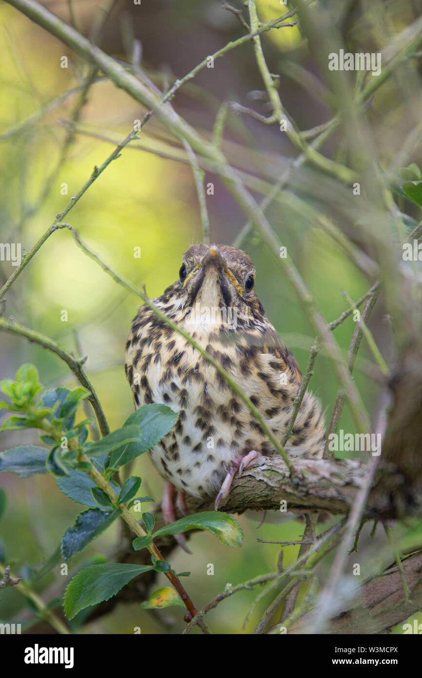 Un bambino affamato tordo bottaccio seduto in un albero in un giardino inglese Foto Stock