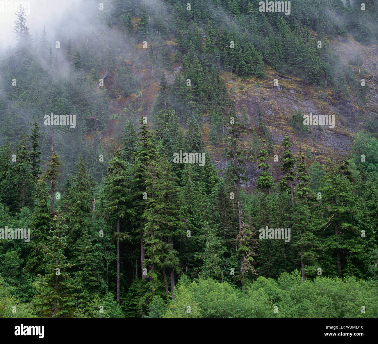 Stati Uniti d'America, Washington, Mt. Rainier National Park, nuvole swirl tra alberi sempreverdi sui ripidi fianchi della Cima Eagle. Foto Stock