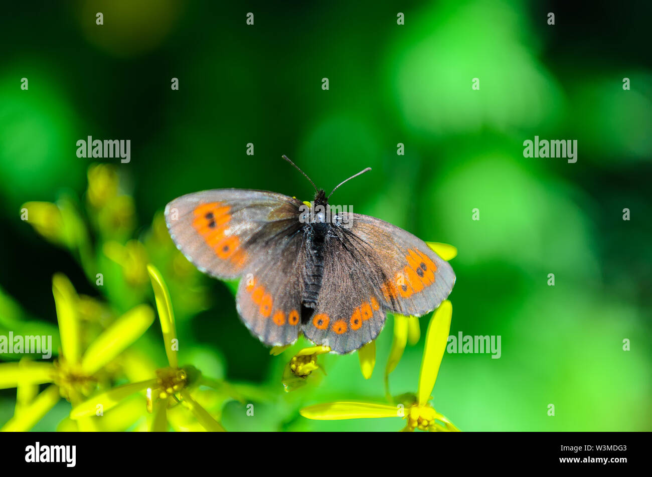 La Scotch argus raccogliendo il nettare dai fiori di montagna Foto Stock