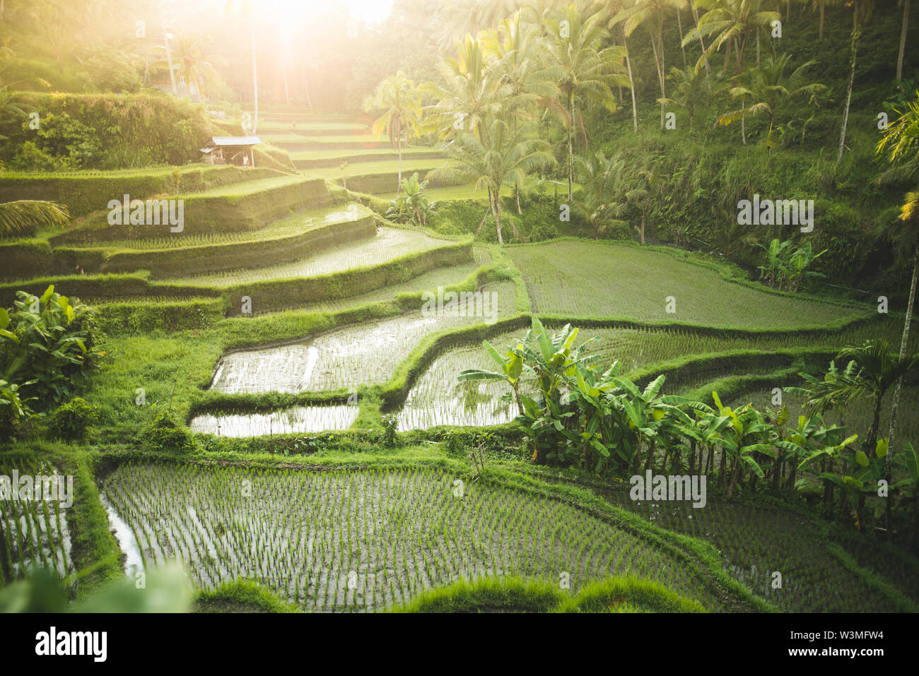 Risaie a terrazze a Bali, in Indonesia Foto Stock
