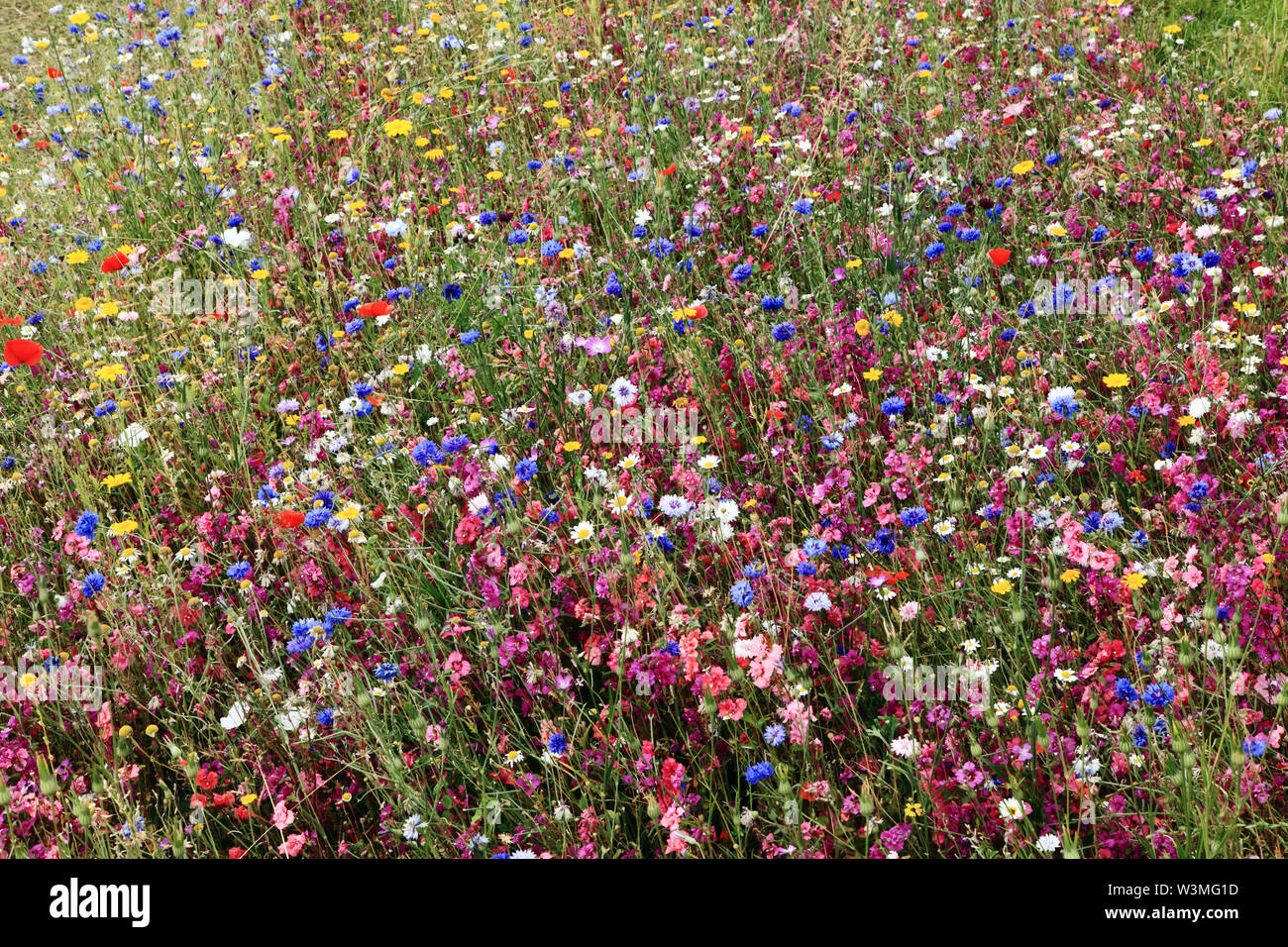 Strada, fiori selvatici, border, Hunstanton in Bloom, Norfolk, Inghilterra Foto Stock