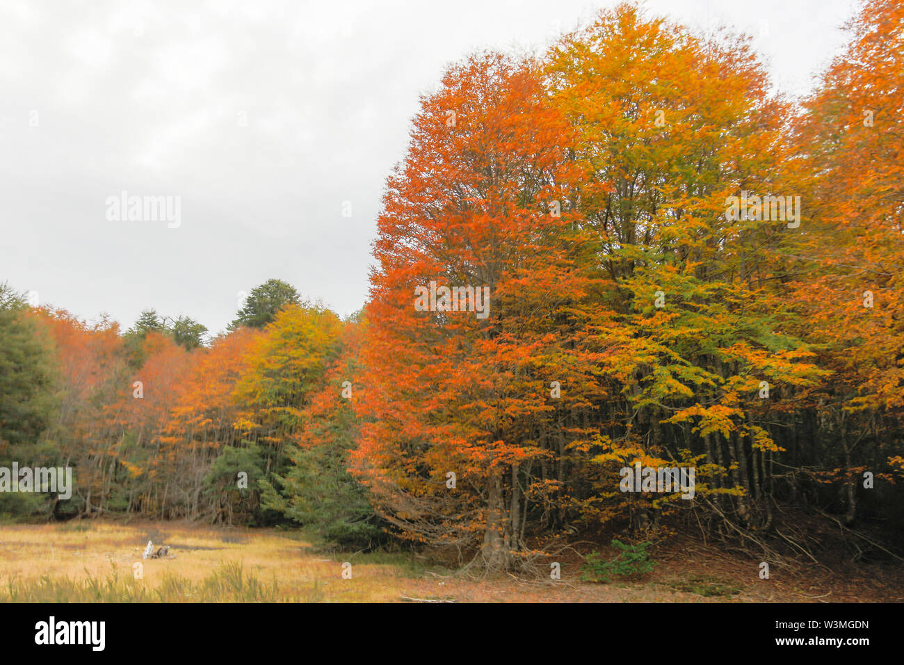 Incredibile autumn leaf color view Conguillio al Parco Nazionale di foresta. Una straordinaria rappresentazione dei colori autunnali texture su un paesaggio awe Foto Stock
