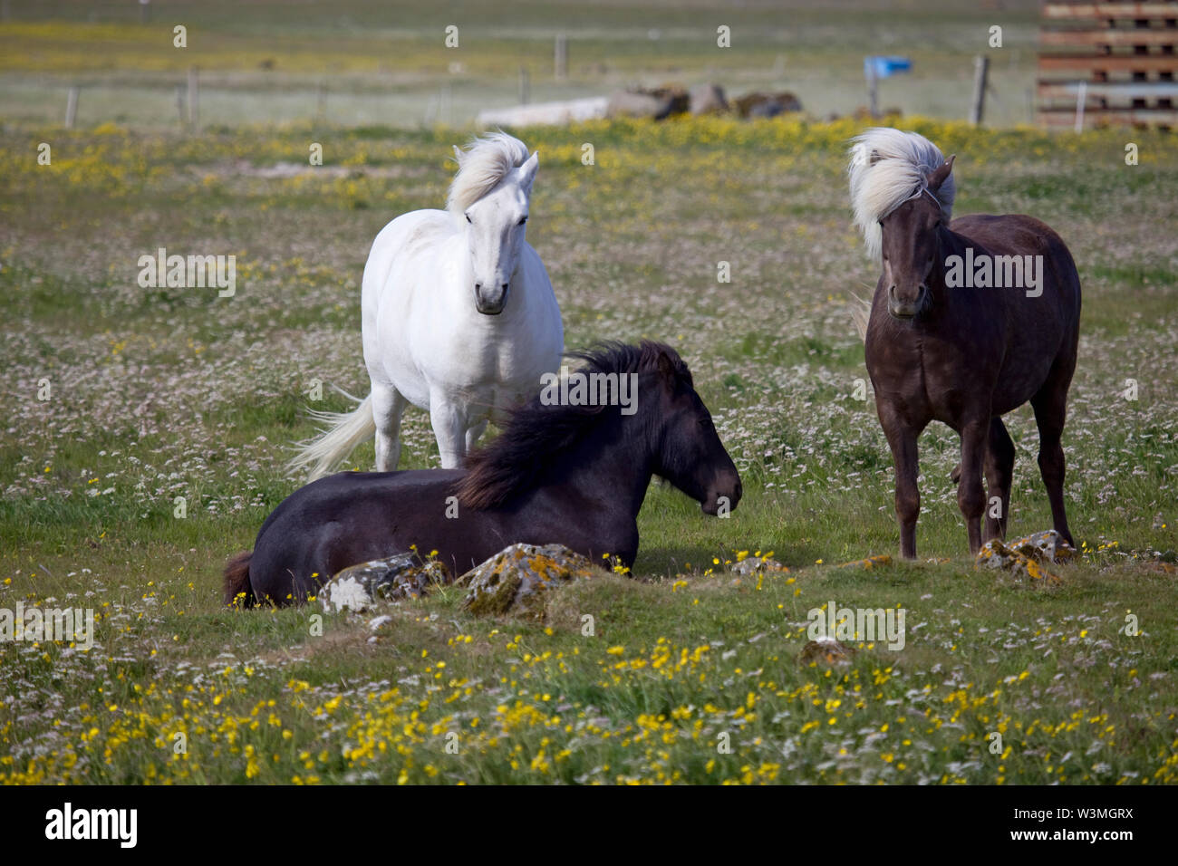 Cavallini islandesi Foto Stock