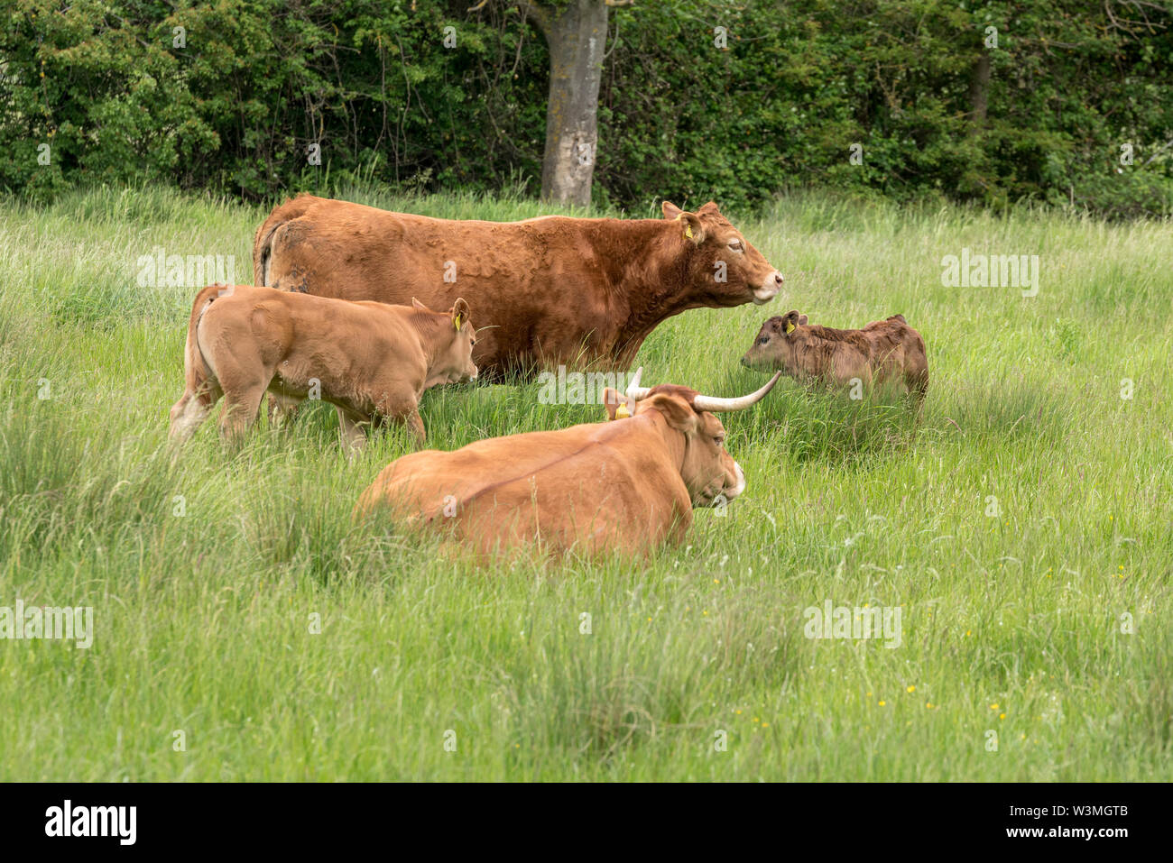 Red Angus vacche e vitello in un campo, Rosso Angus bestiame. Foto Stock
