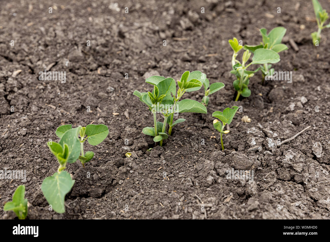 I fagioli di soia in crescita in secco, incrinato il suolo a causa di caldo e secco meteo in central Illinois Foto Stock