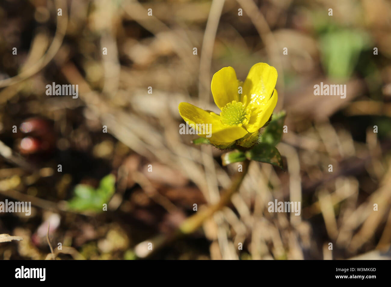 Ranunculus nivalis, il ranuncolo di neve, con fiore. Foto Stock