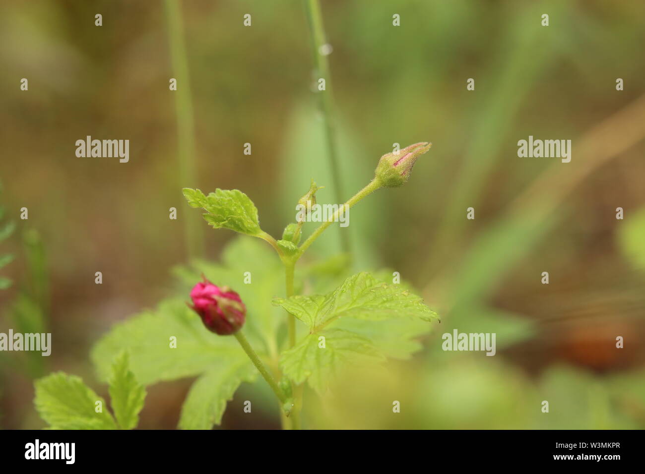 Rubus arcticus, il rovo artico, con Bud. Foto Stock