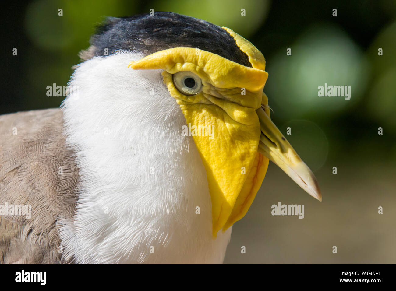 Una mascherata pavoncella closeup immagine. Si tratta di un grande e comune e cospicua uccello nativo per l'Australia Foto Stock