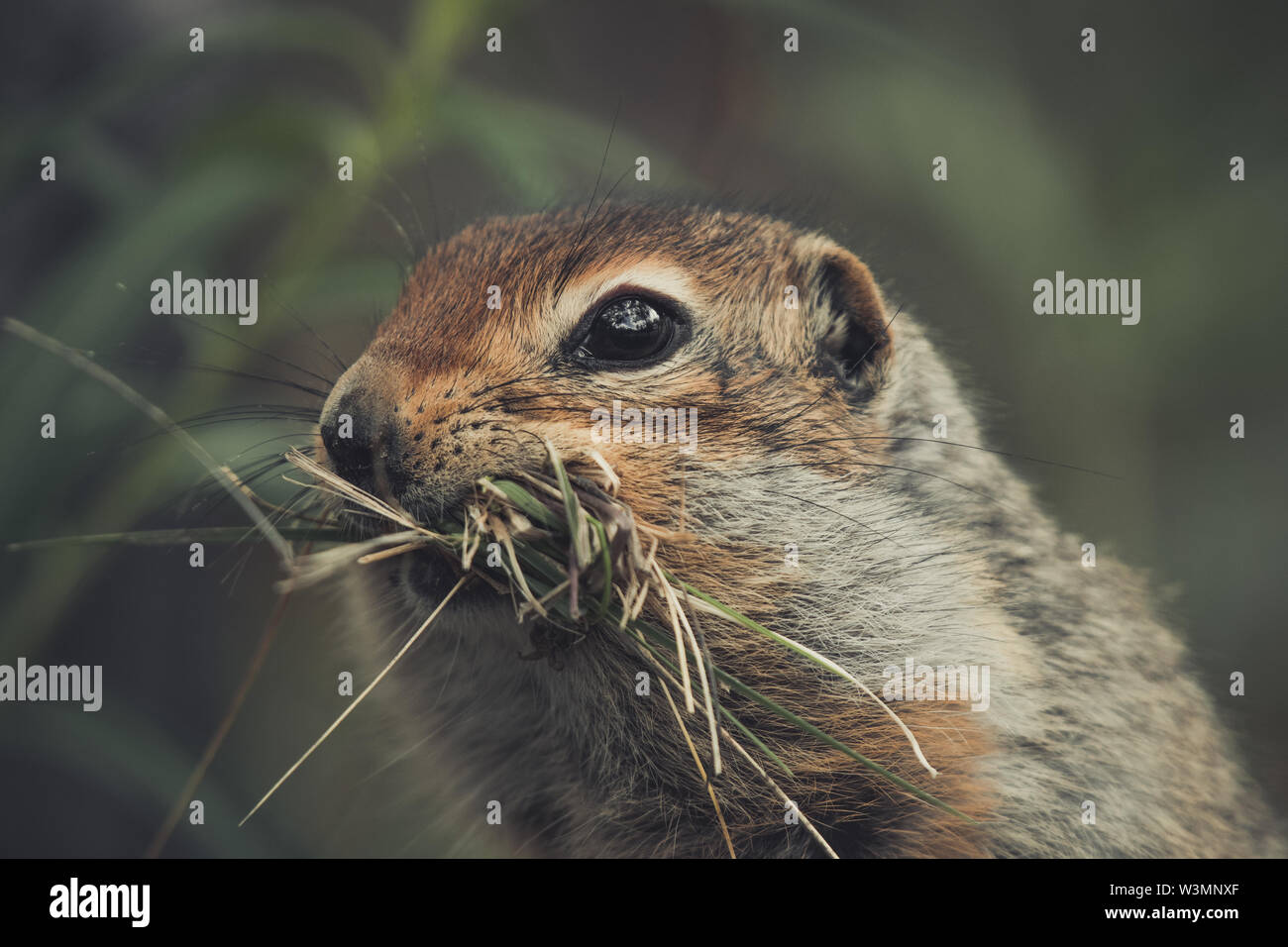 Una terra artica scoiattolo (Uroticellus parryii) raccoglie gras per il suo nido. Yukon Territory, Canada Foto Stock