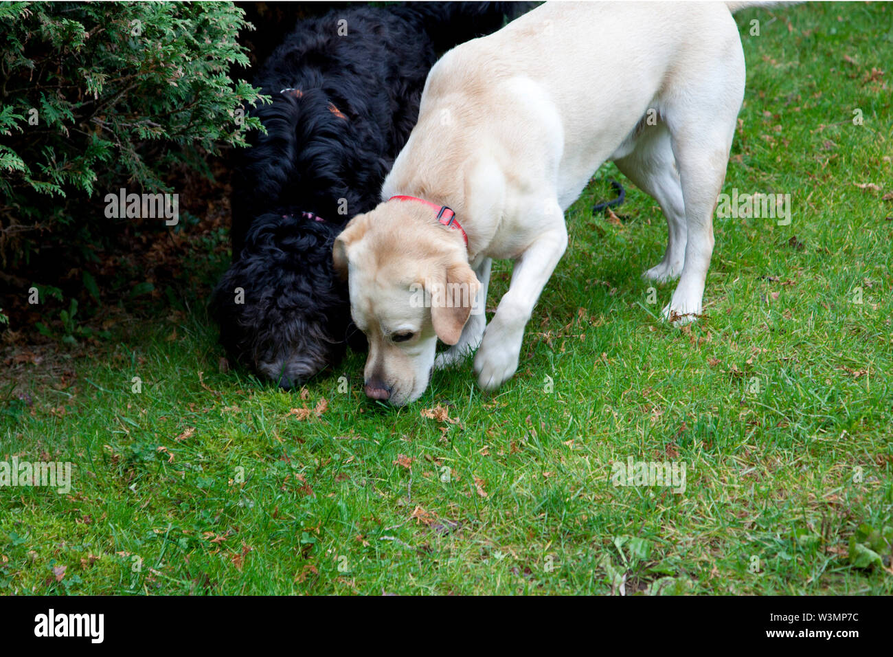 Un golden retriever e un nero doodle dog sniff in erba cercando un profumo Foto Stock