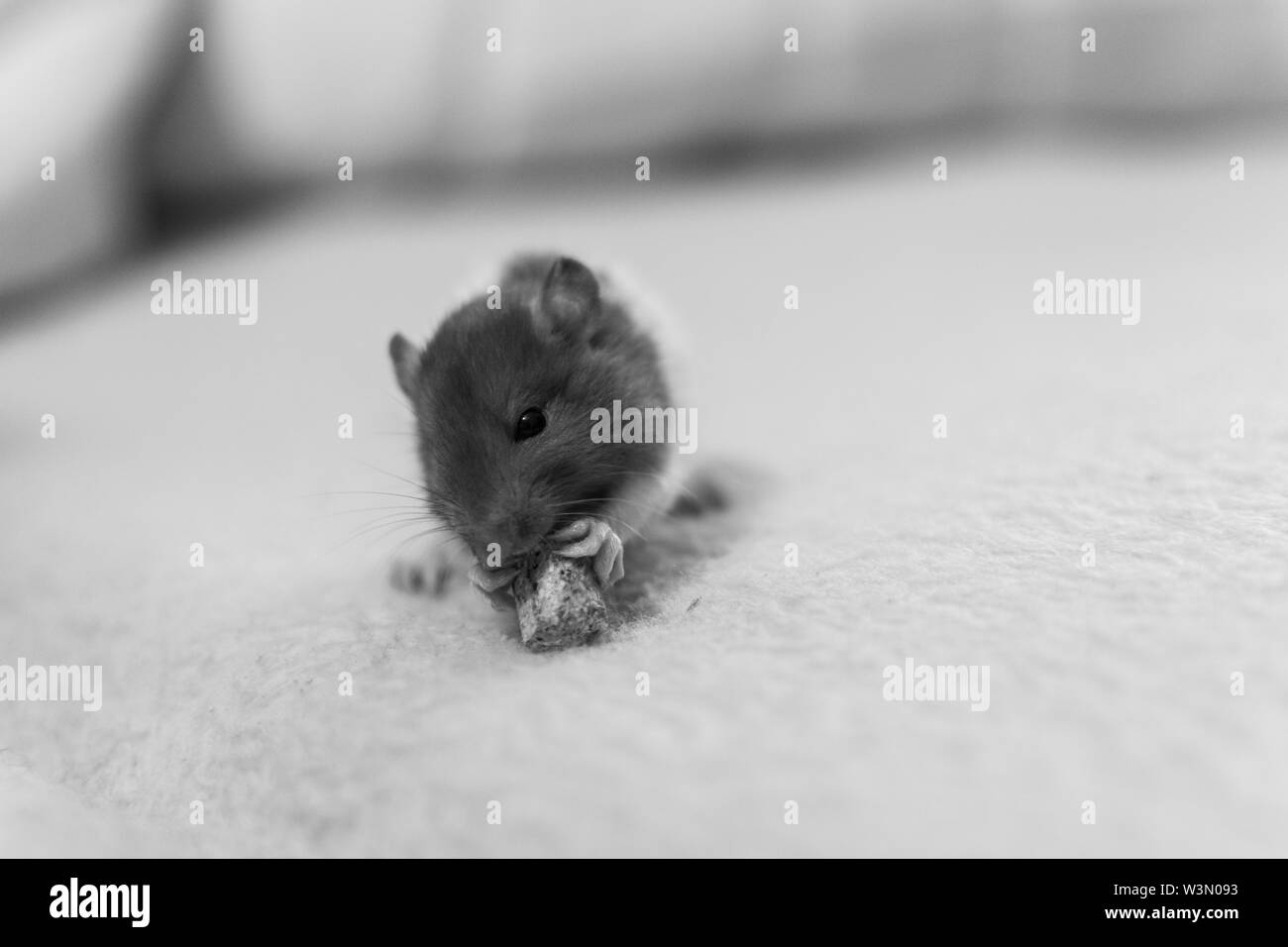 Buenos tiempos con esta pequeña rata dumbo, Miko. Foto Stock