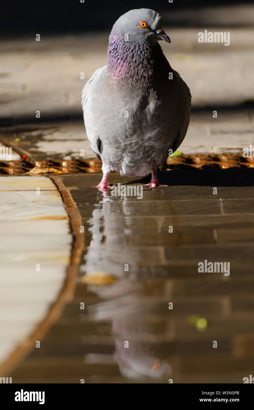 Duchas callajeras en tiempos calurosos. Foto Stock
