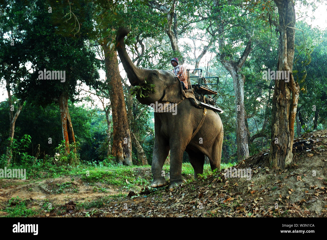Il Parco Nazionale di Kaziranga è il più antico parco nazionale nel nord-est dello stato indiano di Assam. È stato creato un secolo fa come una riserva forestale dal viceré britannico il signore Curzon, per volere di sua moglie, per proteggere il maggiore One-Horned Rhinoceros. Un sito Patrimonio Mondiale dell'UNESCO ha dichiarato nel 1985 il parco è noto in tutto il mondo per la sua importanza come uno degli ultimi habitat indisturbato del grande One-Horned indiano di rinoceronti. Il prezzo di un corno di rinoceronte varia da 20.000 a 35.000 dollari nel mercato internazionale. Oggi il parco nelle case di molti animali in pericolo, compresi i rinoceronti, tigri, elefante Foto Stock