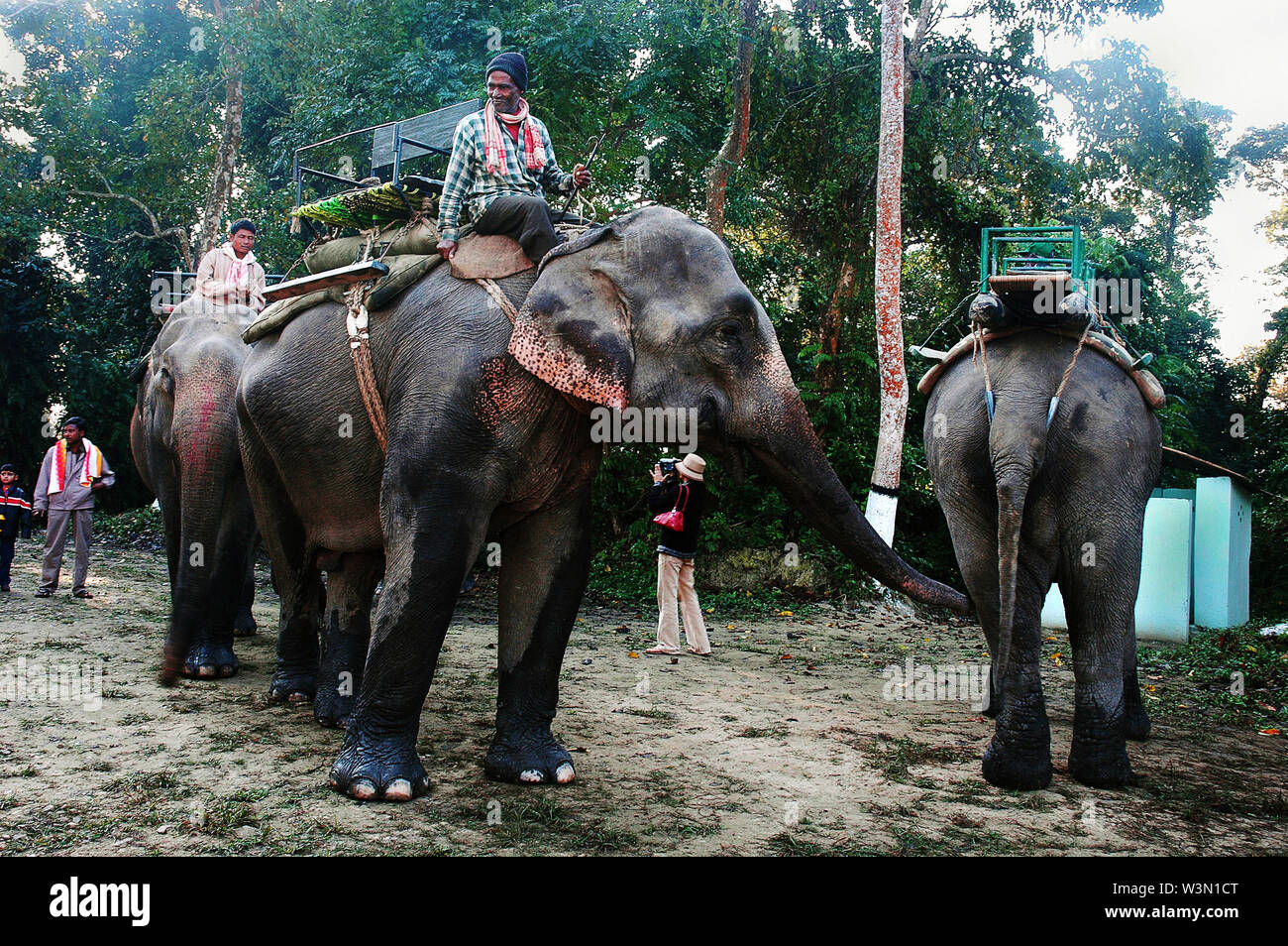 Il Parco Nazionale di Kaziranga è il più antico parco nazionale nel nord-est dello stato indiano di Assam. È stato creato un secolo fa come una riserva forestale dal viceré britannico il signore Curzon, per volere di sua moglie, per proteggere il maggiore One-Horned Rhinoceros. Un sito Patrimonio Mondiale dell'UNESCO ha dichiarato nel 1985 il parco è noto in tutto il mondo per la sua importanza come uno degli ultimi habitat indisturbato del grande One-Horned indiano di rinoceronti. Il prezzo di un corno di rinoceronte varia da 20.000 a 35.000 dollari nel mercato internazionale. Oggi il parco nelle case di molti animali in pericolo, compresi i rinoceronti, tigri, elefante Foto Stock