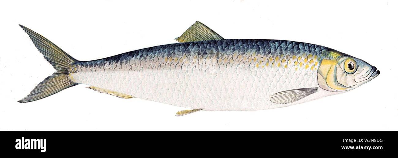 Clupea harengus Gervais. Foto Stock