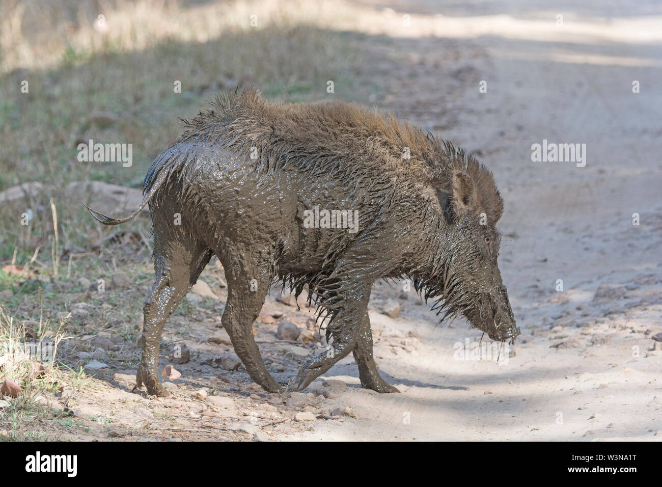 Cinghiale indiano dopo un bagno di fango in Bandhavgarh National Park in India Foto Stock