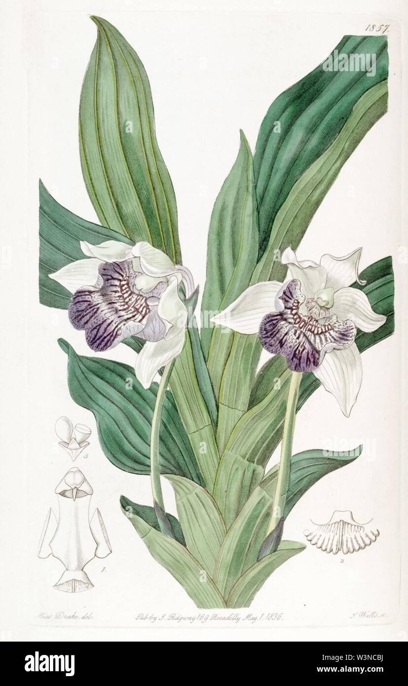 Cochleanedhes flabelliformis (come Zygopetalum cochleare) - Edwards vol 22 pl 1857 (1836). Foto Stock