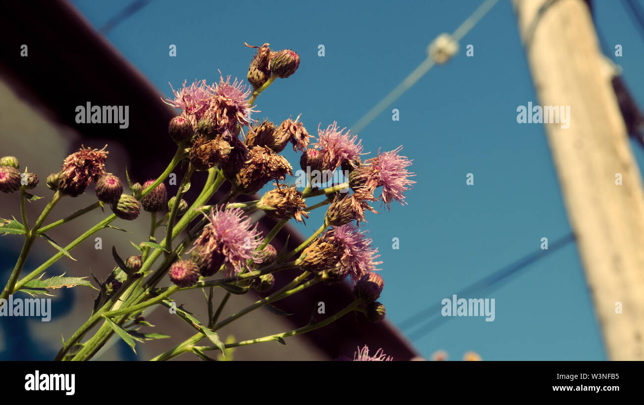 Fiori viola durante la sera. Foto Stock