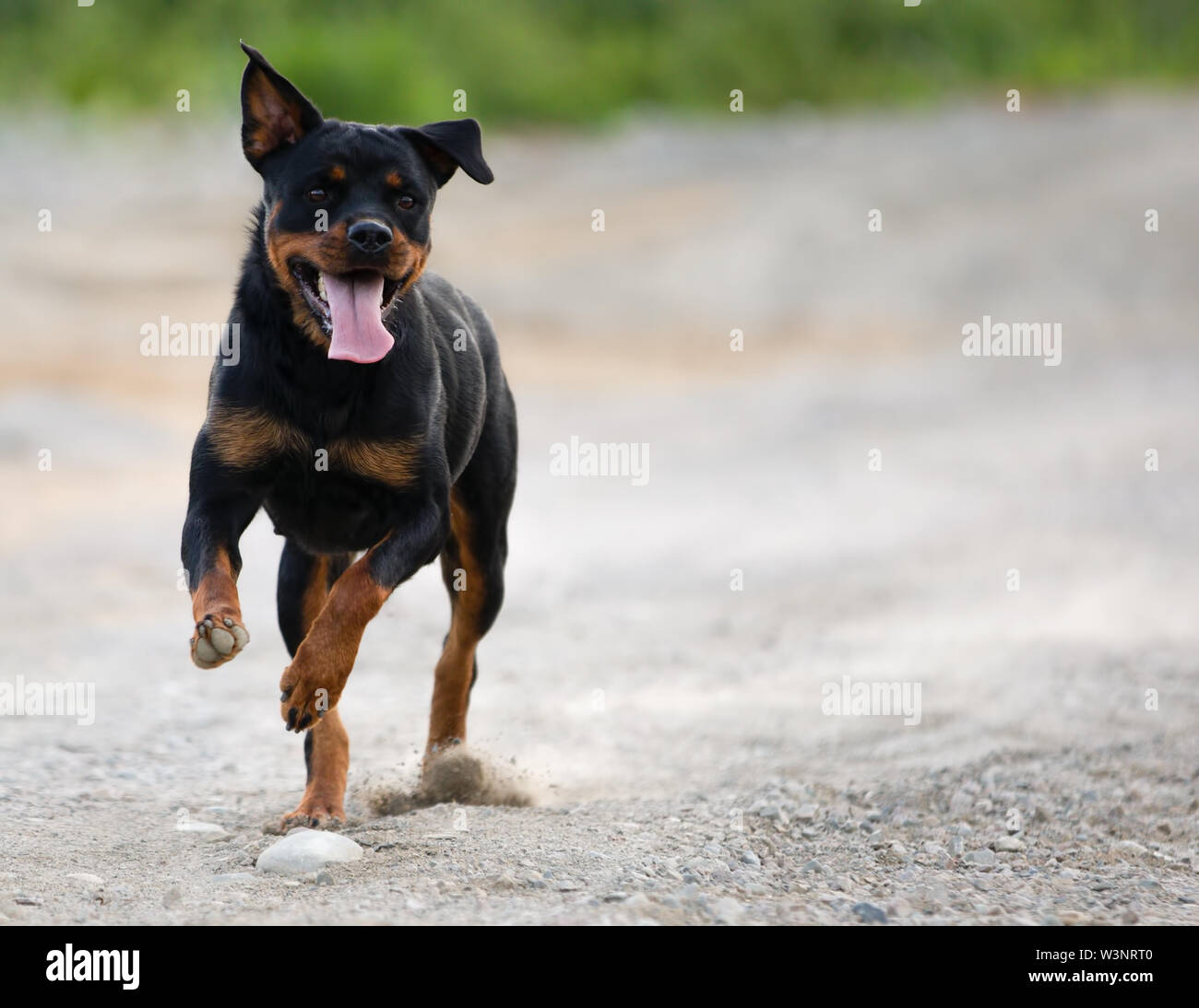 Rottweiler in esecuzione su strada di ghiaia guardando a destra in estate Foto Stock