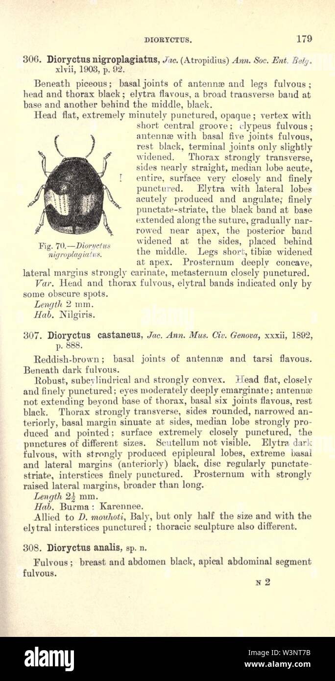 Coleoptera (pagina 179) Foto Stock