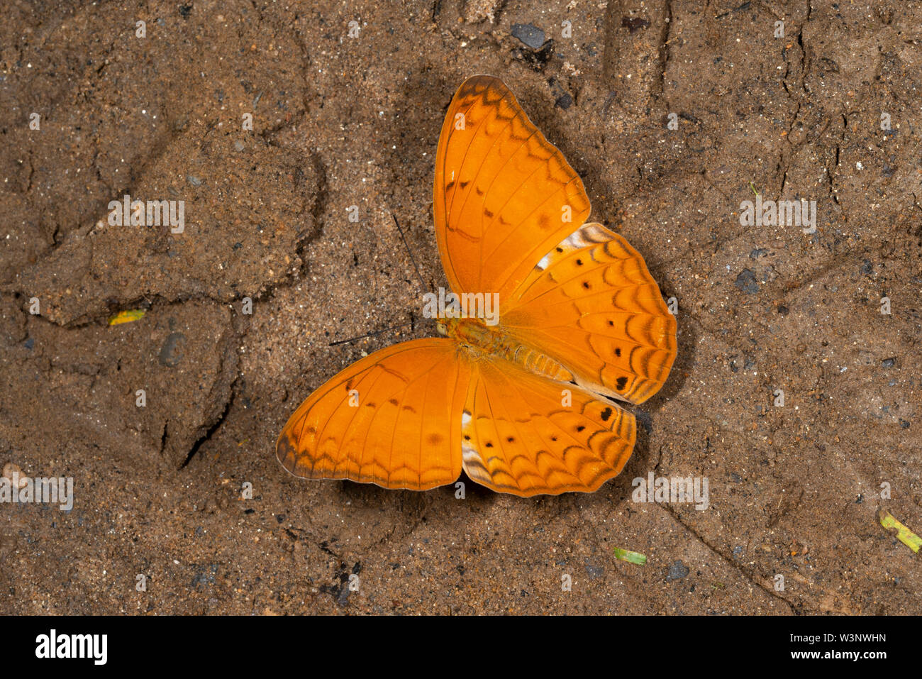 Yeoman comune Butterfly a Garo Hills,Meghalaya,l'India Foto Stock