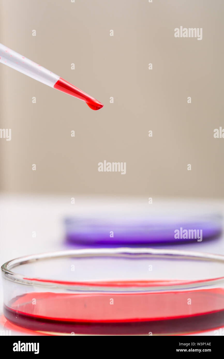 Laboratorio di droper liquido rosso su capsule di Petri Foto Stock
