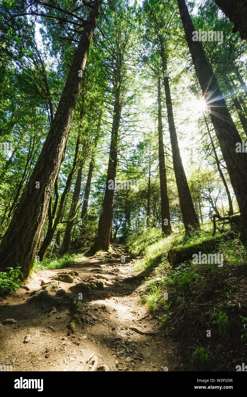 Immagine verticale di un percorso sulla collina circondata da alberi ed erba con luce solare che brilla attraverso Foto Stock