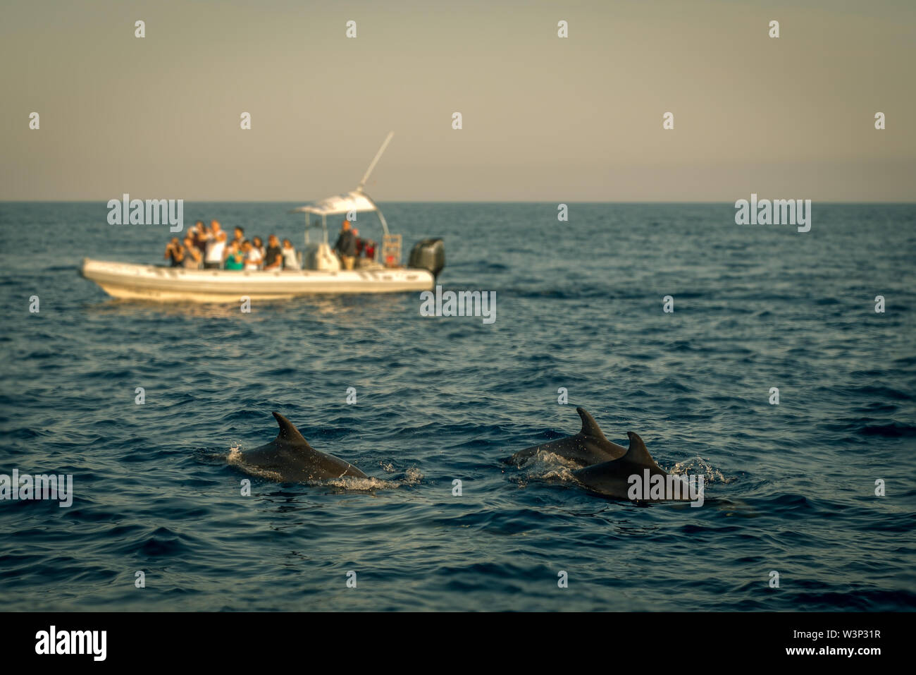 La gita in barca per osservare i delfini nel mare Mediterraneo Foto Stock