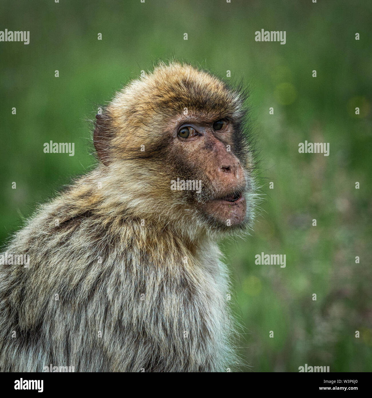 La Barbary macaque (Macaca sylvanus) è il macaco solo delle specie che si trovano al di fuori dell'Asia e il primate solo delle specie che si trovano a nord del Sahara in Afri Foto Stock