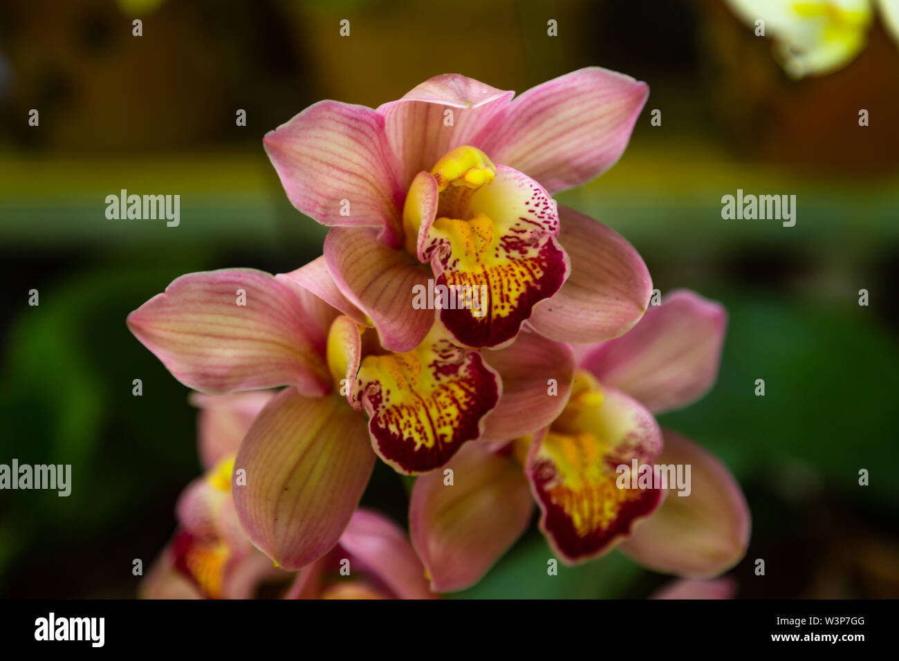 Di un bel colore rosa motley orchid Foto Stock