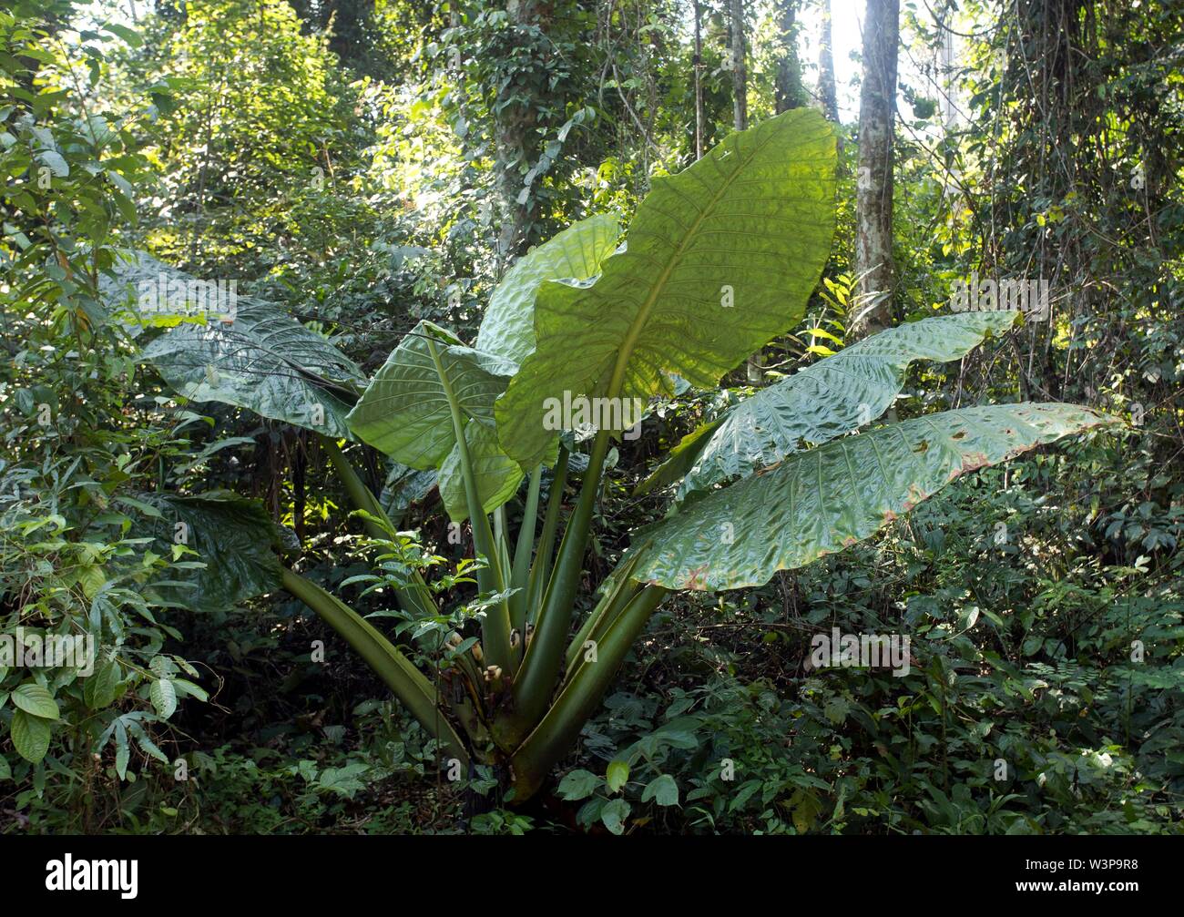 Taro gigante o orecchie di elefante (Alocasia macrorrhizos), foresta pluviale, Sabah Borneo, Malaysia Foto Stock