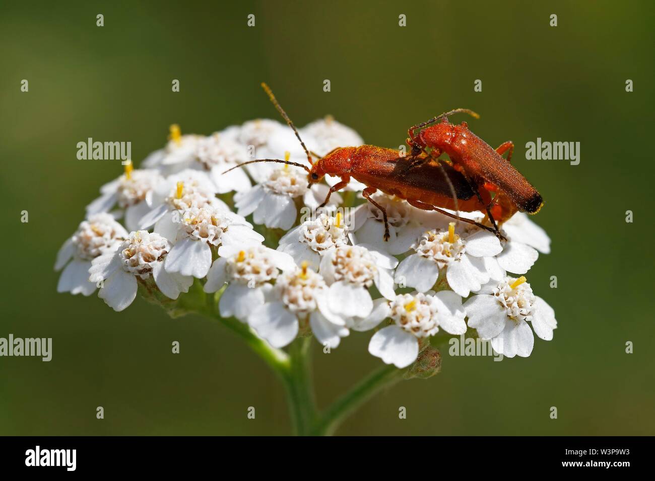 Comune soldato rosso coleotteri (Rhagonycha fulva), associazione su comuni yarrow (Achillea millefolium), Schleswig-Holstein, Germania Foto Stock