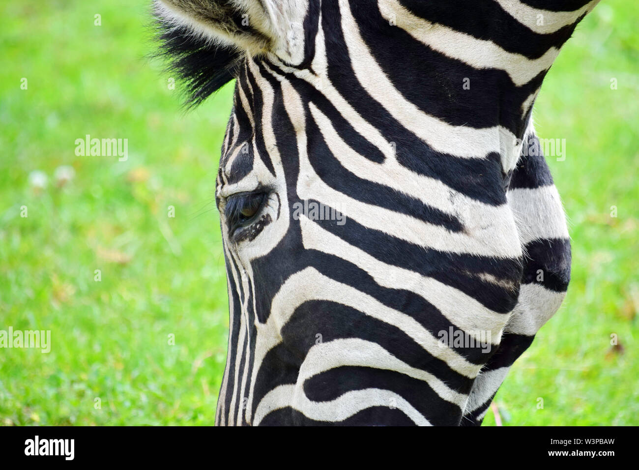 Primo piano della Chapman's Zebra mangiare erba Foto Stock