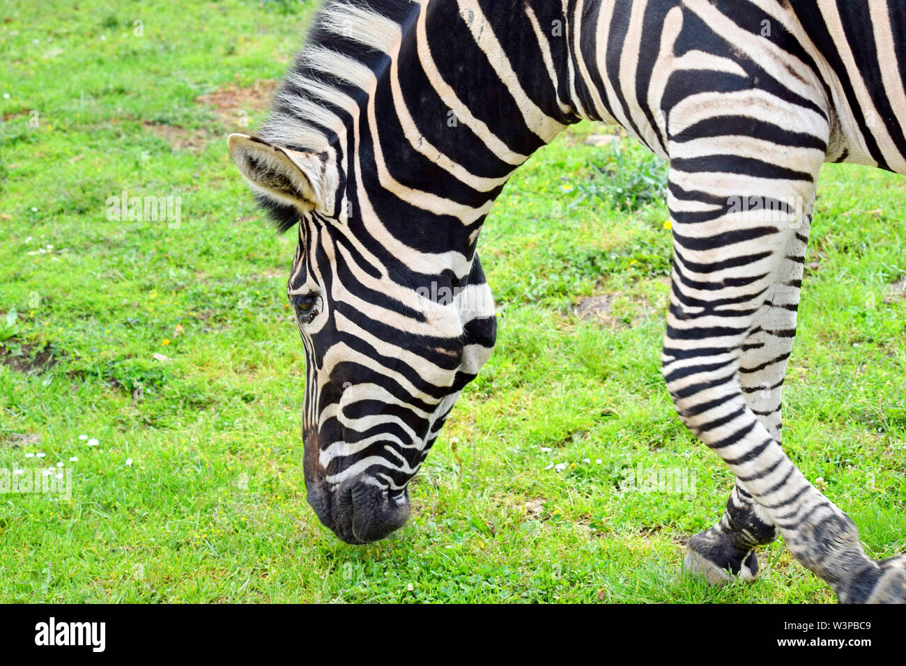 Porrait di Chapman's Zebra mangiare erba Foto Stock