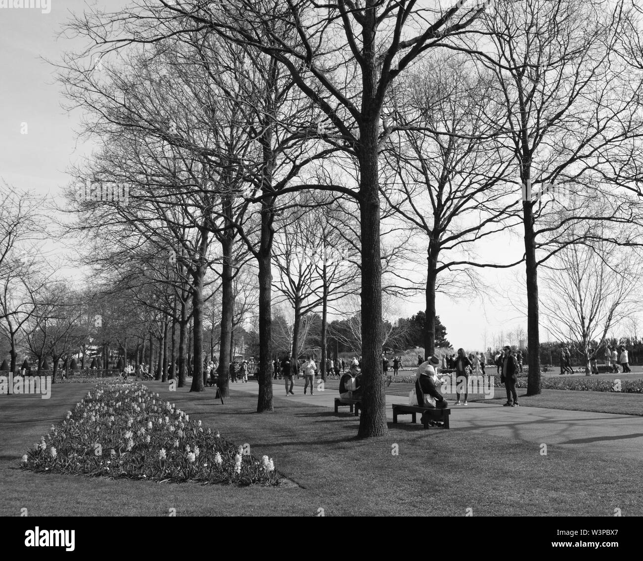 Una foto in bianco e nero per giardino Keukenhof a Amsterdam, Paesi Bassi Foto Stock