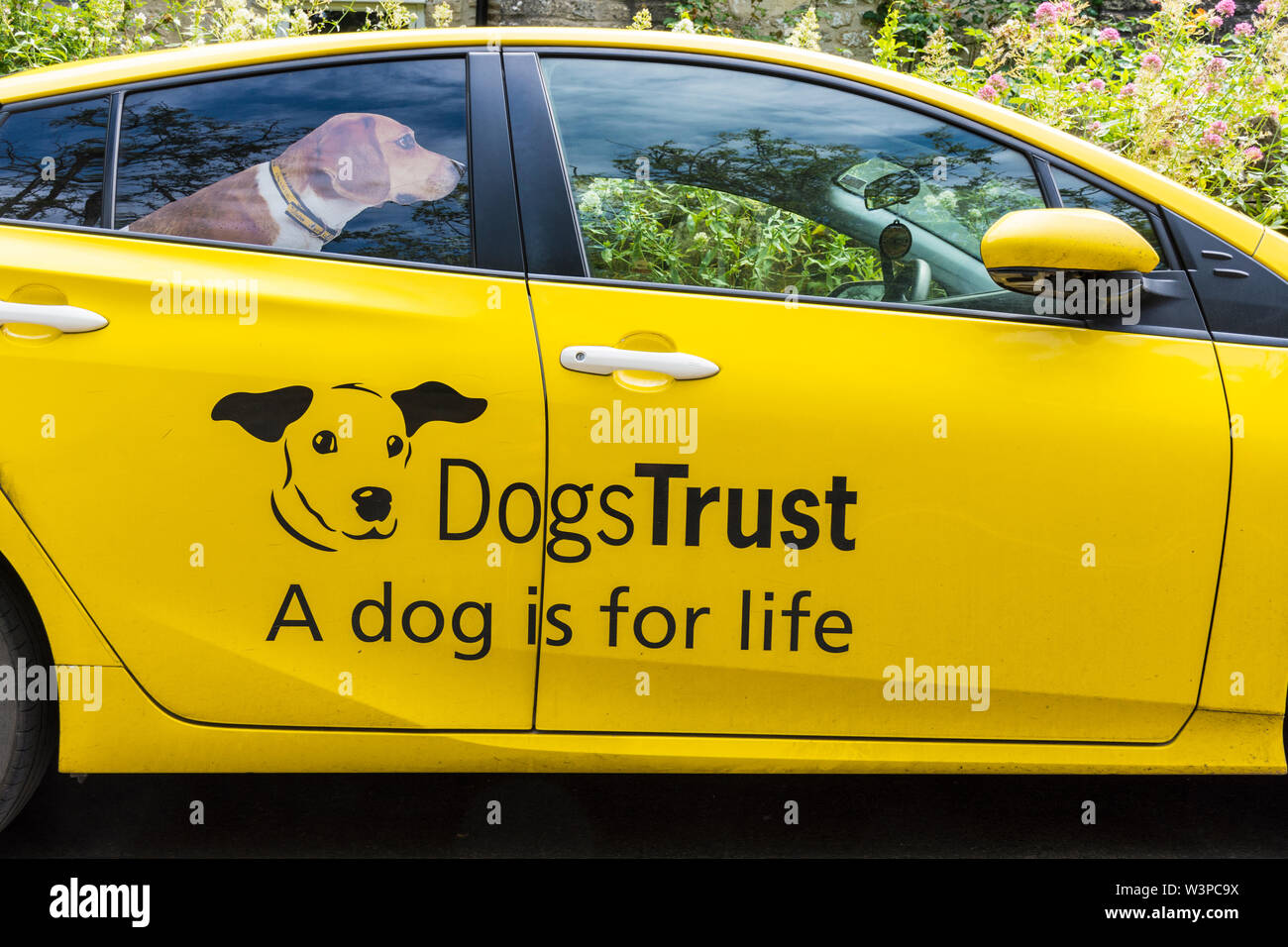 Cani fiducia carità logo auto con adesivo poster del cane nel sedile posteriore. Foto Stock