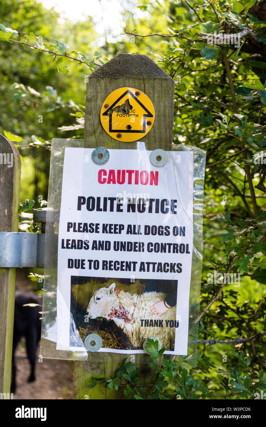 Avviso sul sentiero pubblico. Si prega di tenere cani su fili dopo gli attacchi contro le pecore e gli agnelli in rural Somerset, Regno Unito Foto Stock