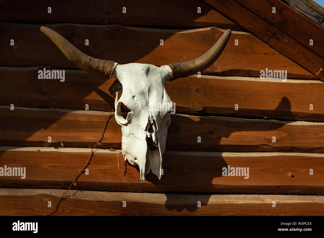 Un cranio di mucca con corna fissato come decorazione a una parete esterna in legno di un edificio Foto Stock