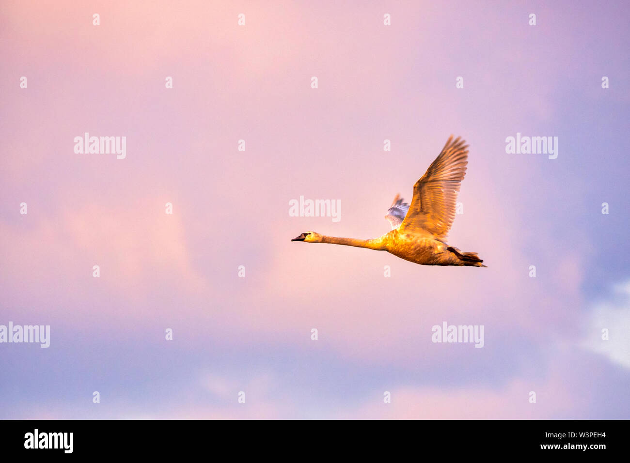 Cigno (Cygnus olor) volare al tramonto Foto Stock