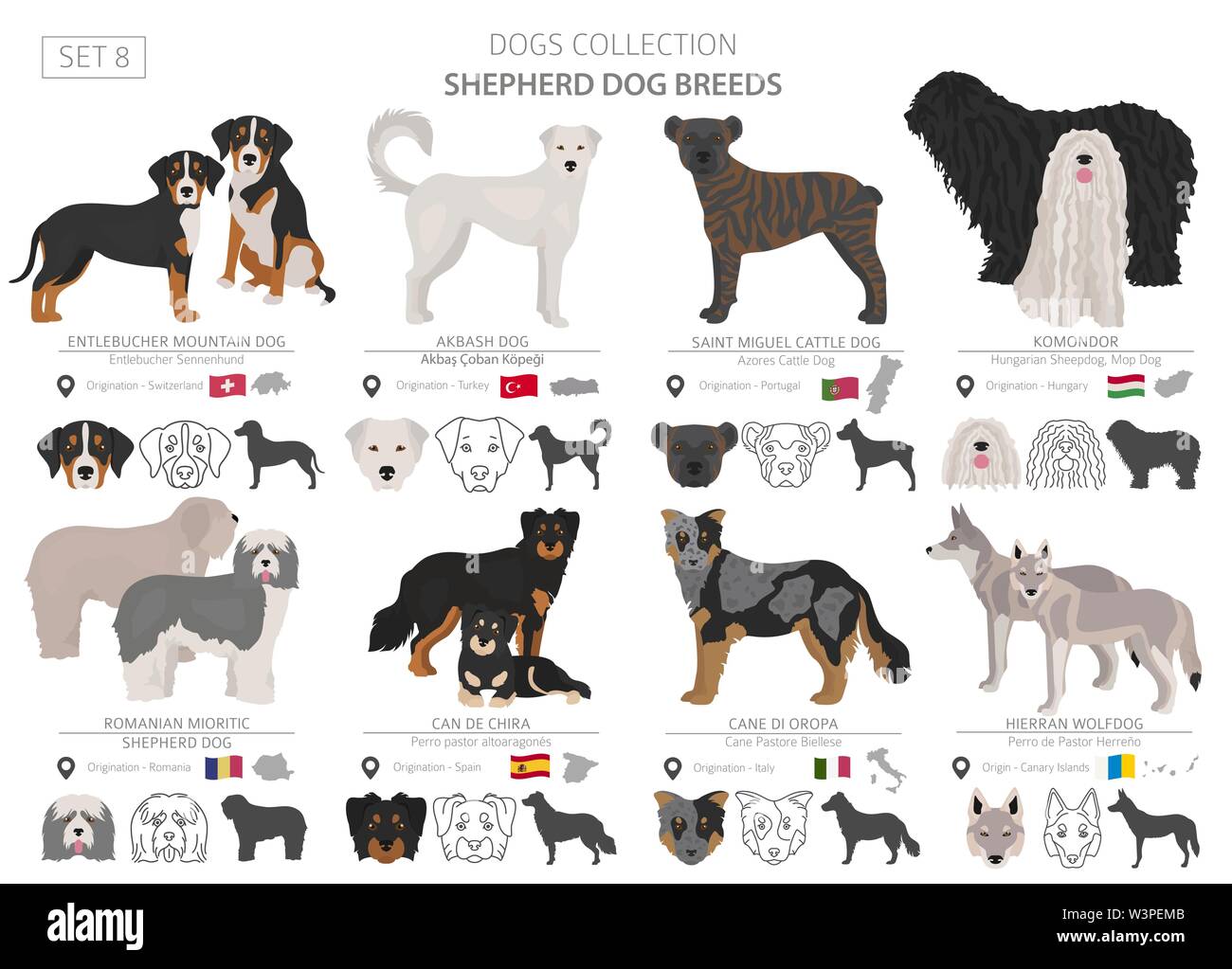 Pastore e pastorizia cani raccolta isolati su bianco. In stile appartamento. Colore diverso e il paese di origine. Illustrazione Vettoriale Illustrazione Vettoriale